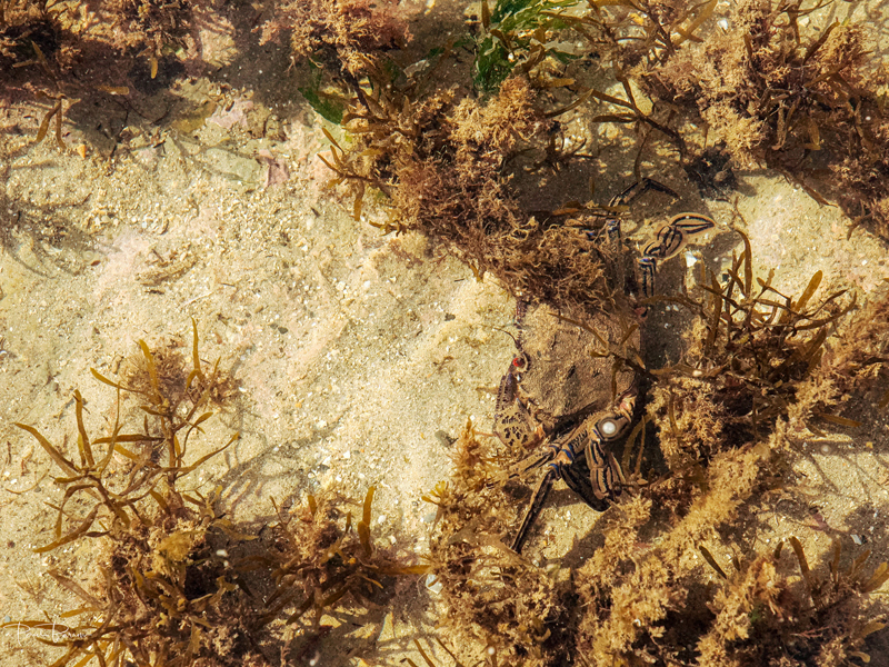 Velvet Swimming Crab (Necora puber) 3 